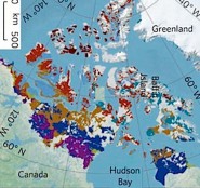 Purple indicates current range of shrubs. (Centre for Biodiversity and Conservation)