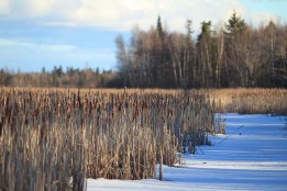 The Nature Conservancy of Canada is trying to restore the forest in the Chignecto Isthmus. © Mike Dembeck