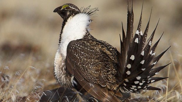 Fewer than 150 greater sage grouse remain in Alberta and Saskatchewan, the two Canadian provinces where they are found, Environment Canada estimates. (Photo: CBC)