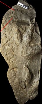 Large theropod footprint with the small bird tracks upper left