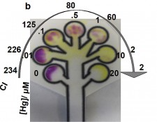 A multiplexed sensor test strip for detection of heavy metals, this one is showing detection of mercury which causes the purple colour to decrease as a printed enzyme is inhibited by the metal.