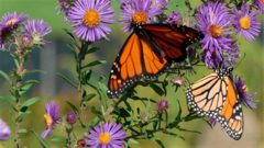Researchers say monarch butterflies that migrate from Mexico to Canada and the U.S. could be wiped out. (courtesy Space for Life)