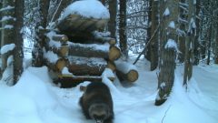 One of the wolverines labelled "M2" leaves a trap with a bit of bait meat. The traps have to be built with large logs, as an angry wolverines can chew and scratch their way through these logs in less than 24 hours. Scrafford says the traps are checked twice a day.