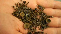 example of herring bones with a couple of salmon bones found during an archaeological dig on the west coast. Similar amounts of bones ranging from a few hundred to a few thousand years old were found at sites all along the British Columbia and Alaskan coasts (photo courtesy D Lepfsky)