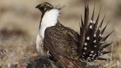 The grasslands are also home to the prairie sage grouse. Very easily disturved by human presence, there are only about a mere 150 thought left in Alberta and Saskatchewan (photo- CBC)