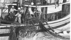 Photo from 1950's- basket of herring is lifted from the full seine net. Each basket-load weighs about two tons. Commercial fishing has had a major effect on herring numbers. (Photo- Fisheries and Oceans Canada)