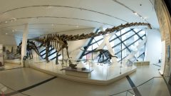 J&L Temerty Galleries of Age of Dinosaurs (ROM) CLICK to ENLARGE