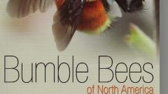 Sheila Colla co-author of Bumble Bees of North America (Click to Enlarge)