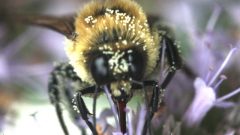 A brown-belted Bumble bee covered in pollen.  photo-S Colla (CLICK to ENLARGE)