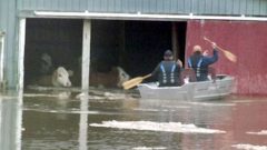 Flooding in New Brunswick: Four cows had to be rescued from a flooded barn near the .Meduxnekeag River, just one of many rivers in the province that have risin over their banks (photo-courtesy Tammy MacLean) CLICK to ENLARGE)