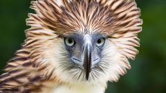 Philippine Eagle (formerly monkey-eating eagle). 21rst most distinct among the 575 imperiled species, 8th on the Zoological Society of London's EDGE list. (photo:Alain Pascua) CLICK to ENLARGE