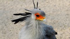 Secretary Bird, Africa, 5th most distinct bird in the world, 28th on the Zoological Society of London's EDGE list, the mostly terrestrial raptor gets its name either from the resemblance to secretaries how used to stick quill pans behind their ear, or from a french corruption of the Arabic description for "hunter-bird" saqr-et-tair (photo: Dries Nys) CLICK to ENLRGE