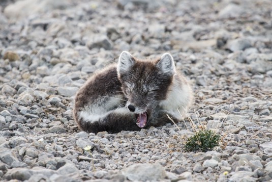 An arctic fox takes a nap after running around near the Polar Continental Shelf Program. (Evan Hall / Canadian Polar Commission)