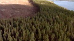 Forestry companies leave a small swath of trees near roads and water so that from the ground, the clearcut wiping out of the forest can not be seen. ( film "Erreur Boreale") CLICK to ENLARGE