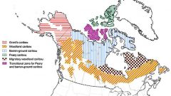 Distribution ranges of various caribou subspecies across canada. The Barren grounds caribou migration range includes two provinces and two territories. (Hinterland Who's Who) CLICK to enlarge