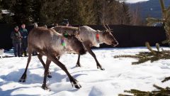 March 24, 2014; Revelstoke Caribou Rearing in the Wild (RCRW) team releases two pregnant caribou in the safety of the maternity pen. Mountain caribou have adapted to the deep snows of the Canadian mountains by developing very large hooves acting like snowshoes © Rob Buchanan.