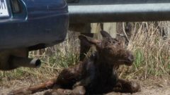 Moments after the collision, the newborn baby lies stunned on the road. her survival is almost a miracle. (photo Radio Canada) CLICK to enlarge
