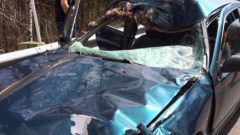 The damage to the car shows the force of the impact. Although the passengers were very lucky to escape with no injury, the pregnant moose was killed instantly. (photo Radio-Canada) CLICK to enlarge