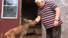 Daniel Gagnon, one of the owners of the Falardeau Zoo, says that Star will live at a sanctuary with other rescued animals. (photo Radio-Canada) CLICK to enarge