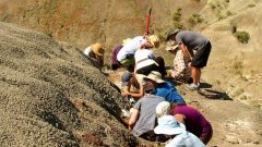 Research team members working and ancient river channel deposit in Grasslands National Park located only about 5 metres below the end Cretaceous mass extinction horizon; one of the sites where the plant leaves were found. (courtesy Larsson- Mcgill-Redpath) CLICK to enlarge