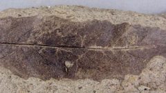 Incredible detail on a fossilized Salix leaf, a willow-type of tree leaf. (courtesy Larsson- Mcgill-Redpath) CLICK to enlarge
