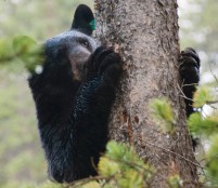 Wildlife specialists advise bear country residents and visitors to steer well clear of the animals.  If you encounter a black bear or a grizzly, it is best not to turn and run -- you will not outrun the bear.  Back away slowly, or the bear charges, stand your ground.