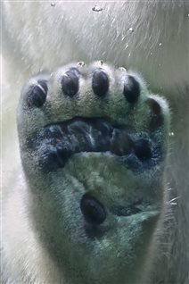 Bounce utilgivelig Erkende The pheromone feet of polar bears – RCI | English