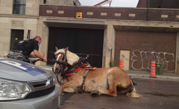 Tara Schulz snapped this photo of a calèche horse in apparent distress last July after it slipped on a metal plate on the road. (Tara Schulz)