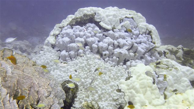 What causes coral bleaching picture