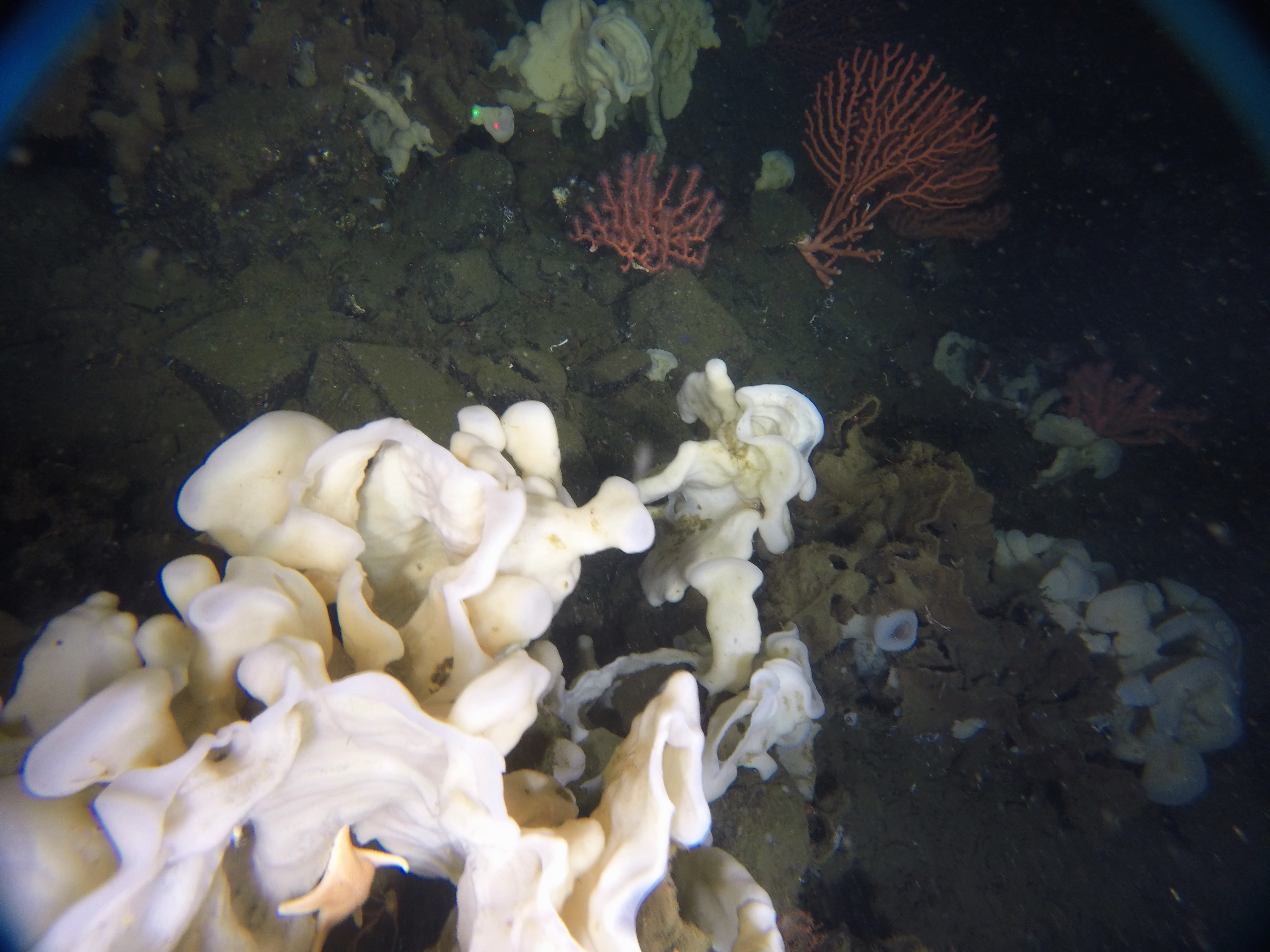Charity applauds glass sponge reef protection RCI English
