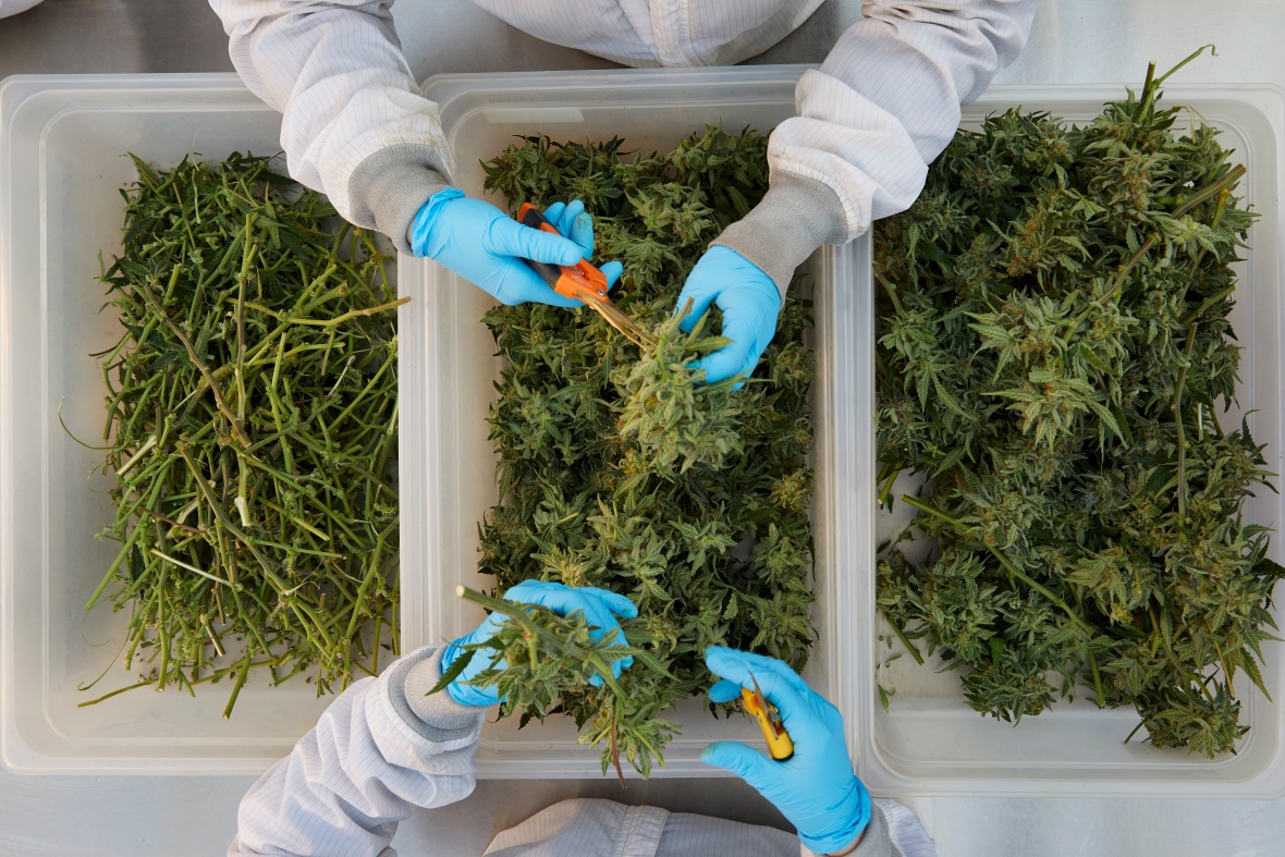 Cannabis cultivation, new course at McGill RCI English