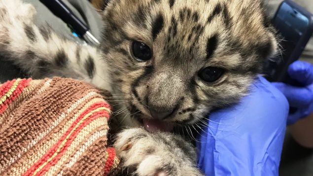 Close-up cub's face.