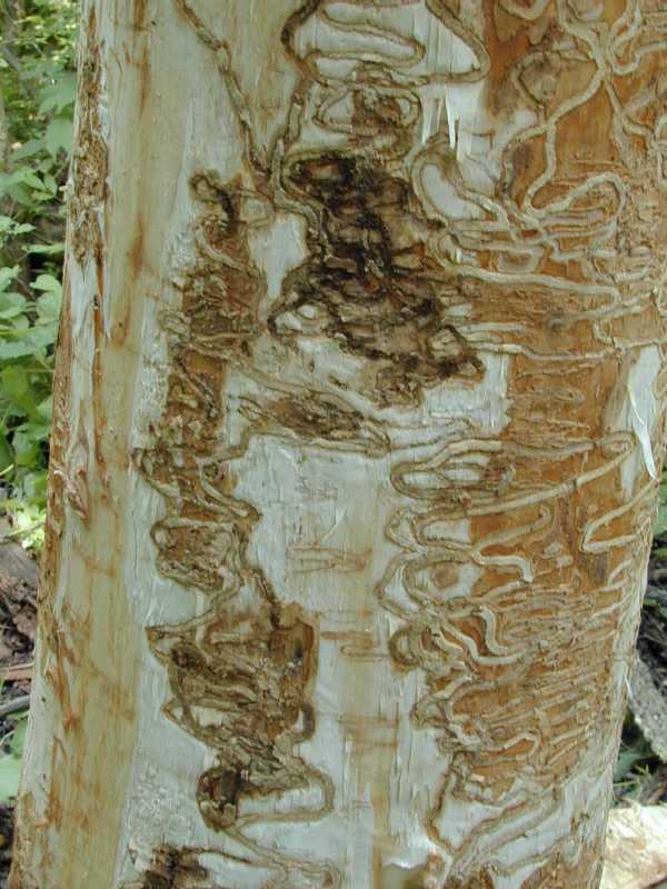 Squiggly lines on a tree trunk.