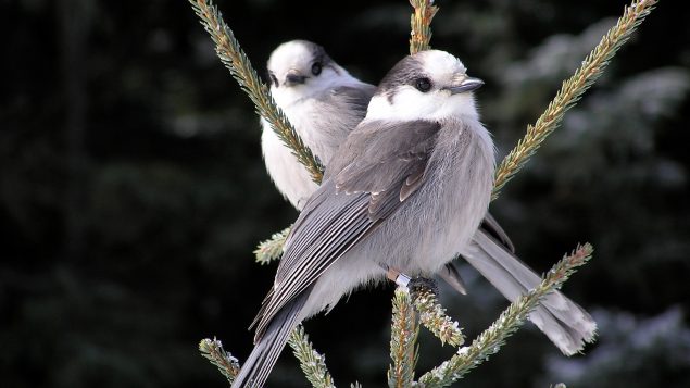 Two Canada jays.