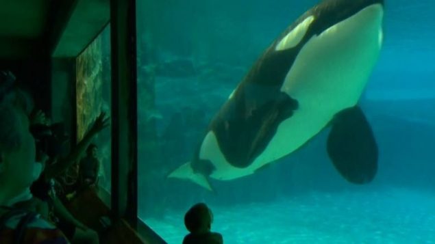Canadians say zoos and aquaria are useful, but not in the keeping of dolphins and whales