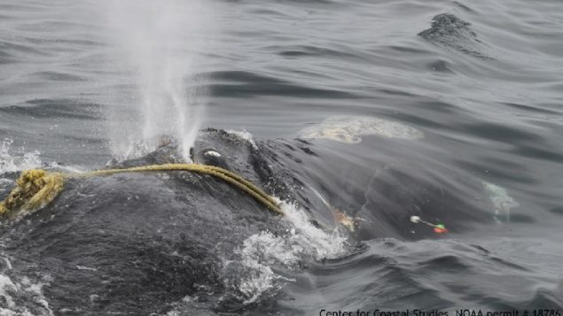 Rescuers off Cape Cod attempt to cut the fishing line which has entangnled a female right whale for three years. They say she looks weak and thin. The ropes were partially cut by an arrow but it is not know if it was enough to eventually break the lines