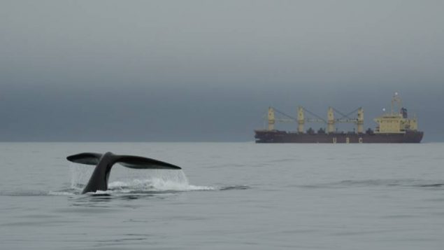 Speed limits on commercial shipping have been re-imposed in the Gulf of St Lawrence after two endangered right whales were spotted this week