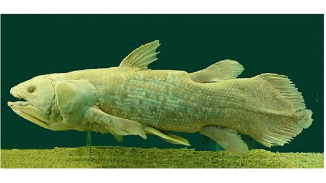helpng to understand how the immune system can fight HIV, Western University researchers are studying a prehistoric fish