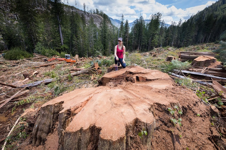 Trees estimated at 500 -1,000 years old being cut down in the Nahmint valley, among the few ancient giants left.