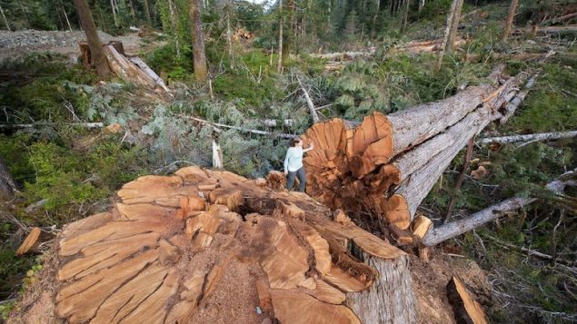 Trees up to 1,000 years old being felled by logging companies in spite of rules against it