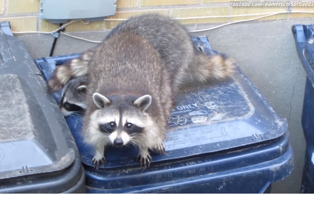 Eating like a human results in obese raccoons โ RCI Biology Diagrams