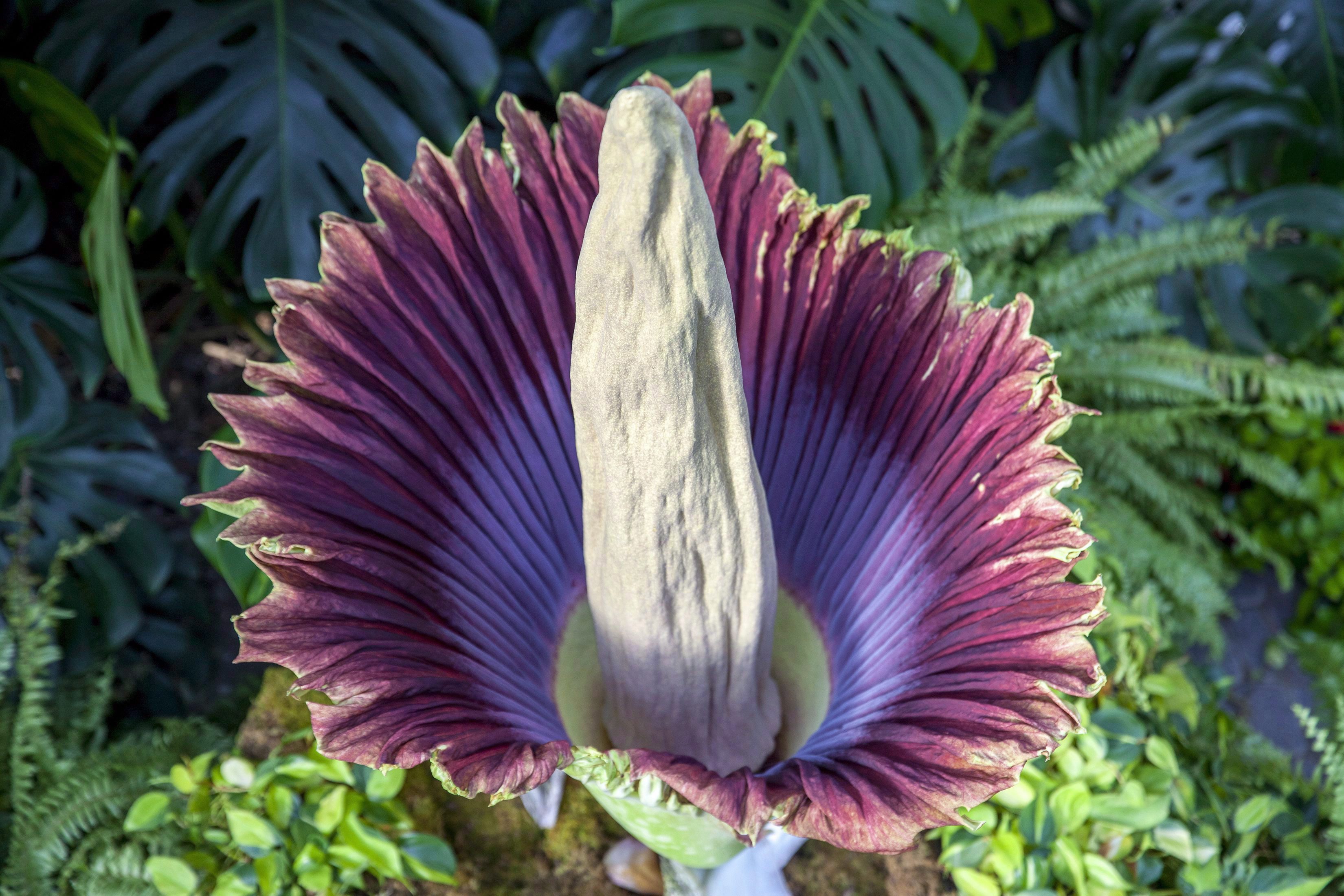 Corpse flower will attract thousands to Toronto’s Zoo RCI English