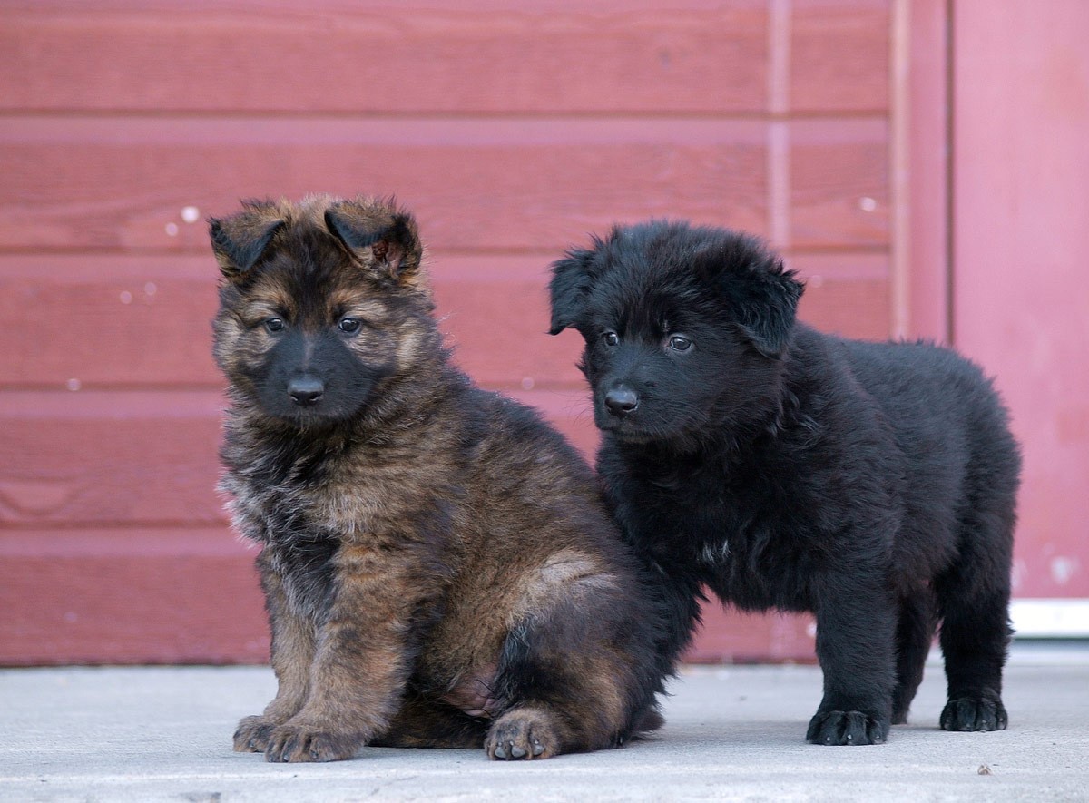 Puppy Names Chosen For National Police Dogs RCI English