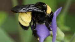 The American bumble bee is in serious decline according to a new Canadian study. The bee is recognizable by its dark wings and yellow striping ( Kristy Baker via NY Natural Heritage Programme)