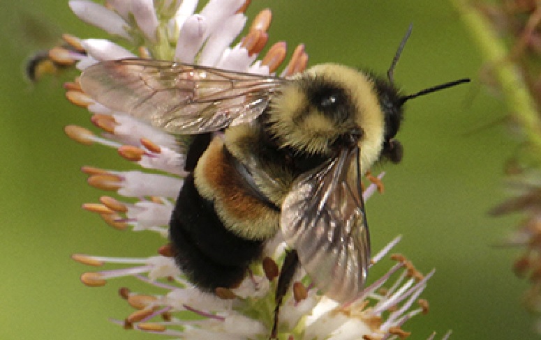 The rusty patch bumble bee recognized by the reddish spot on its back, was once common in southern Ontario, now not seen in 10 years. ( of Susan Day; UW-Madison Arboretum)
