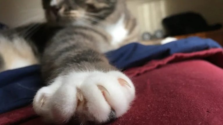 Declawing cats Petition started against “cruel practice” RCI English