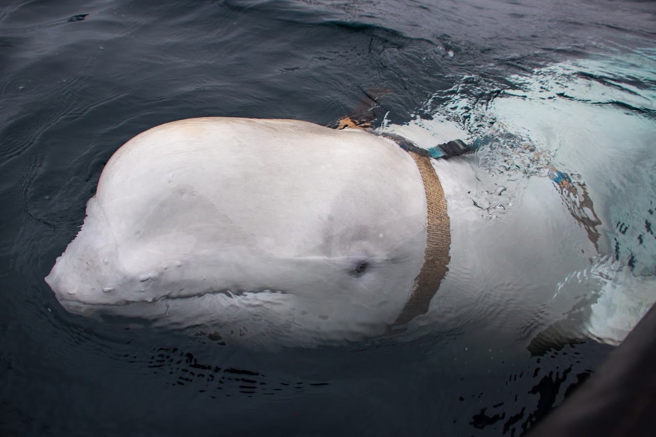 Icelandic whale sanctuary can't offer safe haven to 'spy' beluga – RCI
