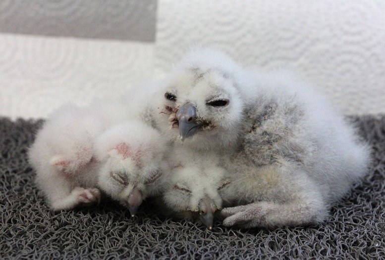 Northern spotted owl chicks are seen in this undated handout photo. Curious bird lovers can now get a glimpse of the youngest member of one of the most endangered creatures in Canada. A webcam has been set up above the nest of a pair of northern spotted owls, just days after a newly hatched chick was placed inside. PHOTO: HO