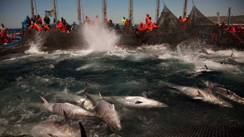 Atlantic bluefin tuna are corralled by fishing nets off the coast of Barbate, Cadiz province, southern Spain. Two studies by environmental groups say overfishing of the Atlantic continues, in part because quotas are too high. (Emilio Morenatti/Associated Press)