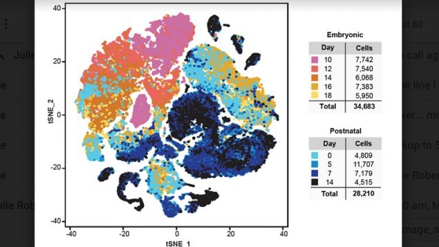 The research involved mouse brains in development, here showing over 62,000 individual cells of the cerebellum. Being able to locate and target the individual cells which can become “cells of lineage” for tumours means the ability to eventually develop treatment. Here the mouse cerebellum cells are shown in development pre- and post birth. (Maria Vladoui, Ibrahim El-Hamami, Laura Donovan)